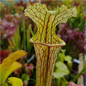 Sarracenia Hybrid H 97 'Langford Williams'